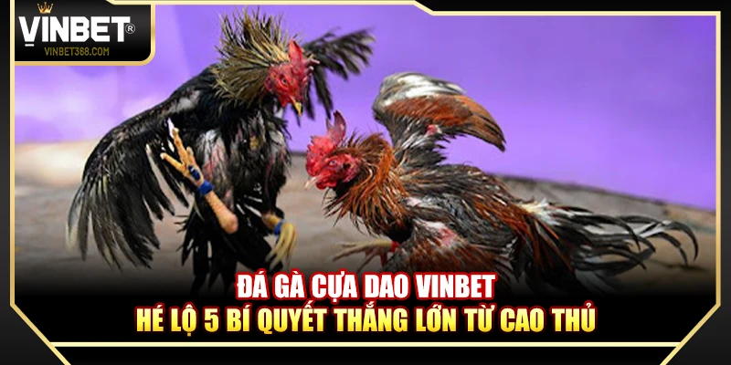 Đá Gà Cựa Dao Vinbet – Hé Lộ 5 Bí Quyết Thắng Lớn Từ Cao Thủ