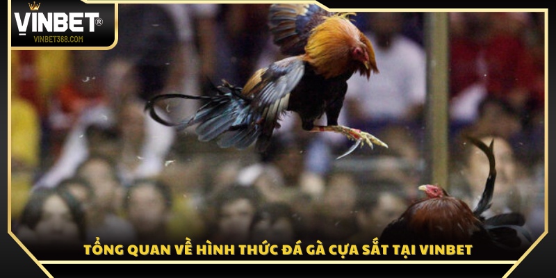 Giới thiệu chi tiết về sảnh cược đá gà cựa sắt Vinbet