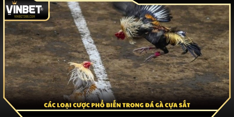 Các kiểu cá cược thịnh hành